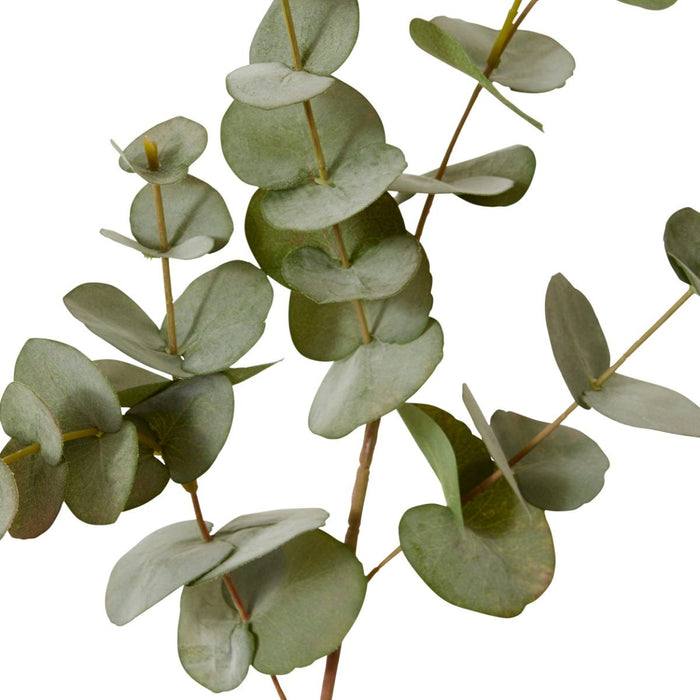 Eucalyptus Spray Pack of 12 - Grey Green, 86cm (H)