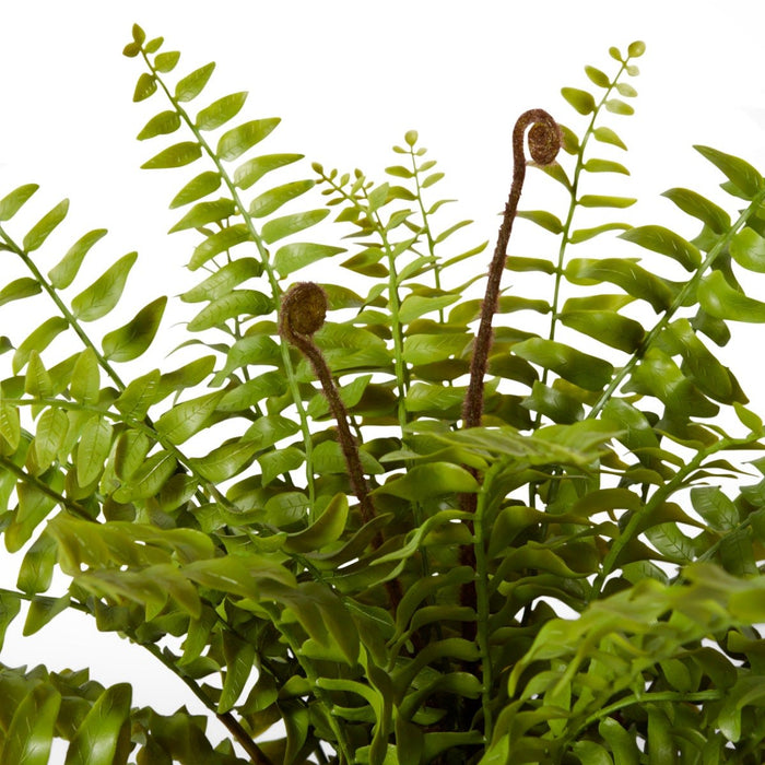 Fern Lush Boston Potted - Green, 55cm (H)