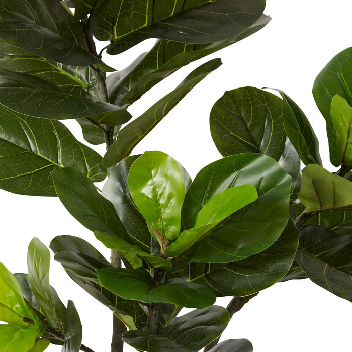 Fiddle Tree - Green, 120cm (H)