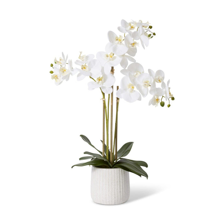 Phalaenopsis Ribbed Pot - White/Cream, 60cm (H)
