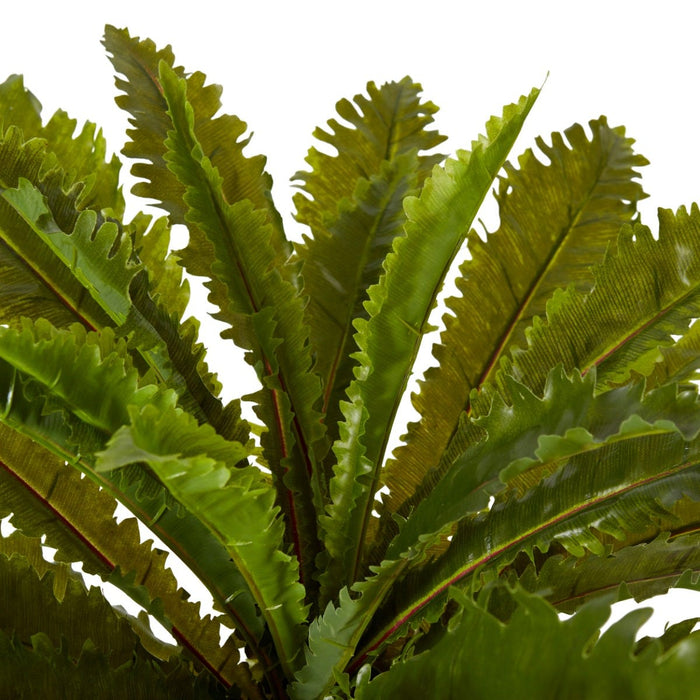 Fern Asplenium Pack of 6 - Green, 60cm (H)