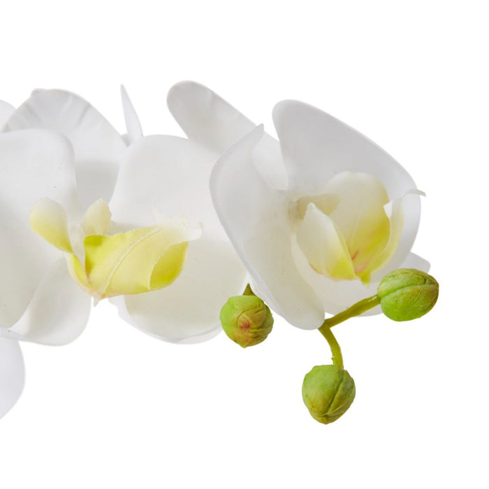 Phalaenopsis Orchid in Vase - White, 20cm (H)