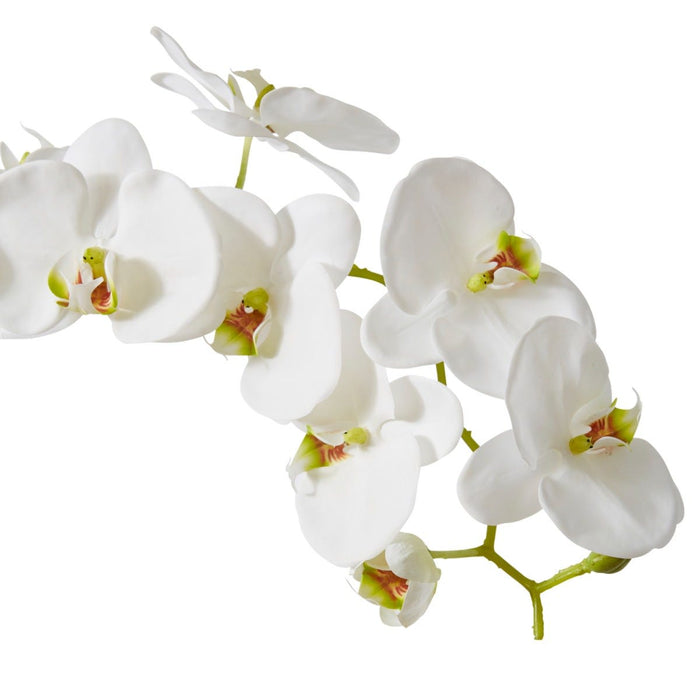 Phalaenopsis Stem Pack of 8 - White, 122cm (H)