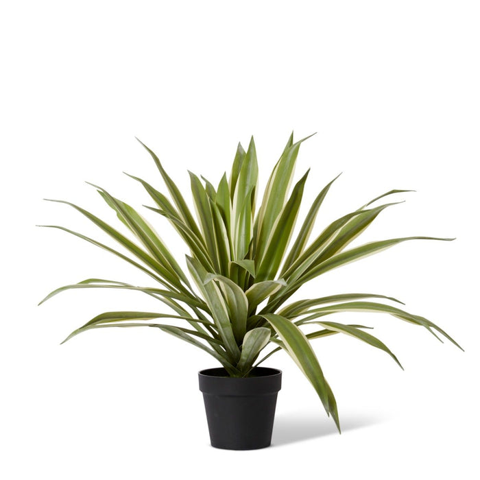 Sisal Agave Potted - Variegated, 70cm (H)