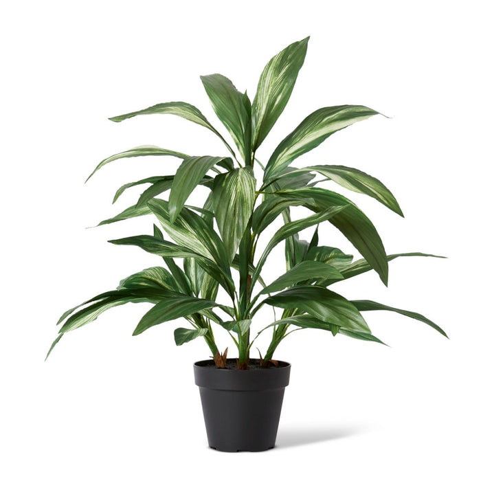 Cordyline Plant Potted - Green White, 70cm (H)