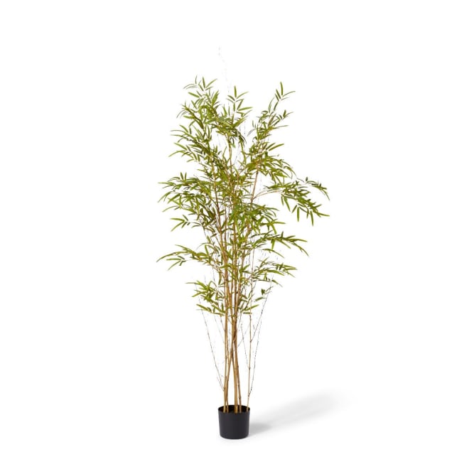 Bamboo Guadua Tree - Green, 180cm (H)