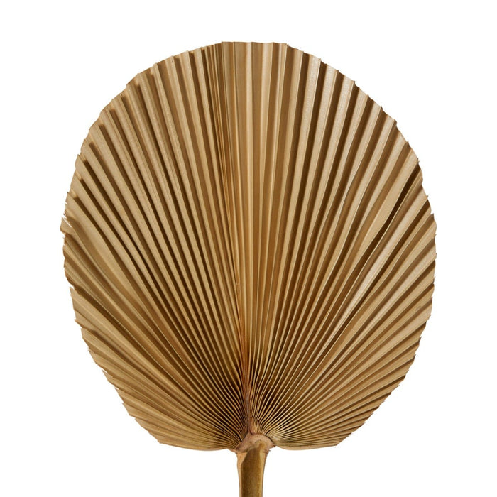 Fan Palm Mini Dried Stem Pack Of 10 - Natural, 45cm (H)