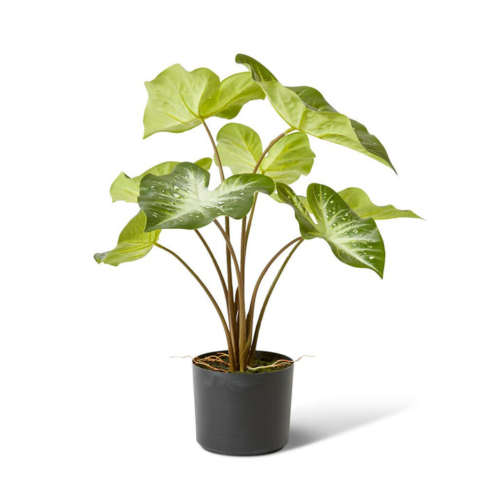 Caladium - Variegated, 53cm (H)