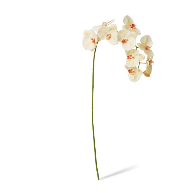 Phalaenopsis Lush Stem Pack Of 8 - Beauty, 97cm (H)