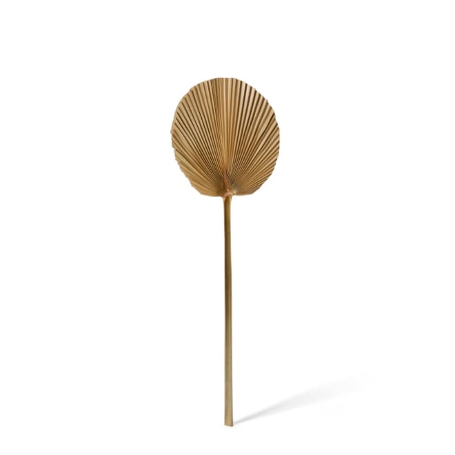 Fan Palm Mini Dried Stem Pack Of 10 - Natural, 45cm (H)
