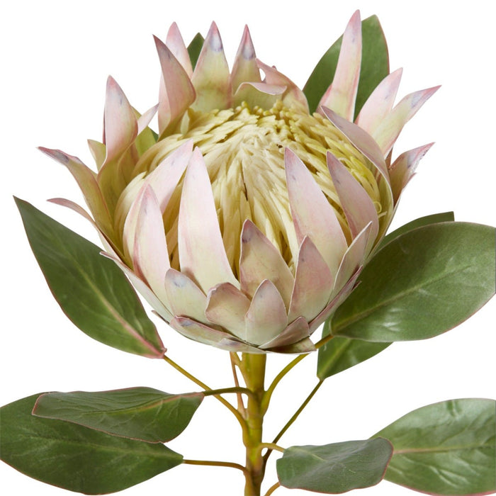 Protea King Stem Pack of 12 - Soft Pink, 73cm (H)