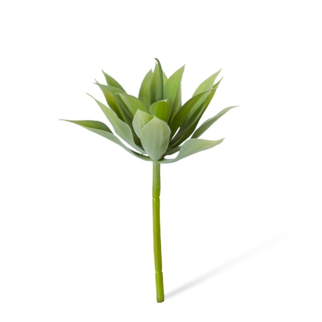 Agave Mini Pack Of 12 - Grey Green, 12cm (H)