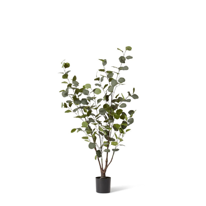Eucalyptus Tree - Green, 120cm (H)