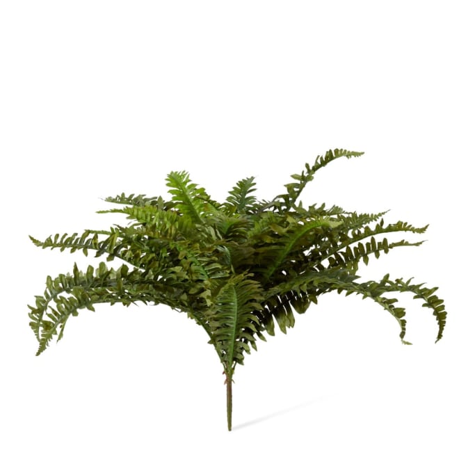 Fern Boston - Green, 55cm (H)