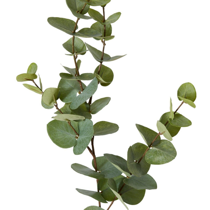 Eucalyptus Dollar Spray Pack of 12 - Grey Green, 94cm (H)