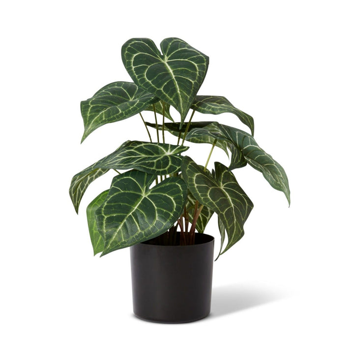 Anthurium Plant Potted - Variegated, 42cm (H)
