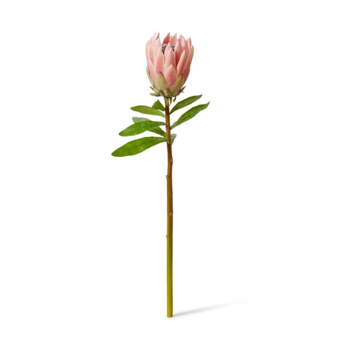 Protea King Stem Pack Of 12 - Pink, 68cm (H)