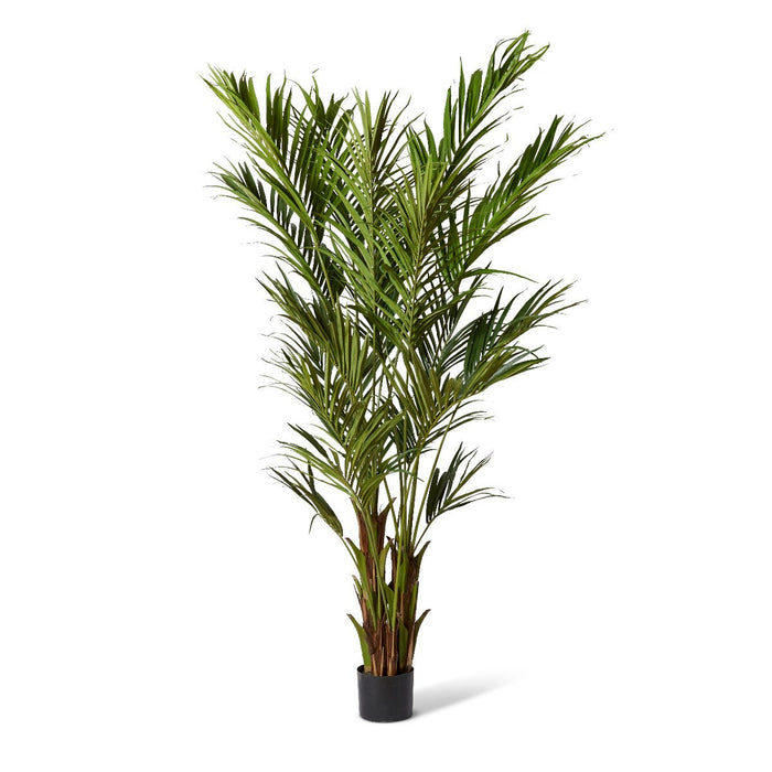 Palm Kentia - Green, 270cm (H)
