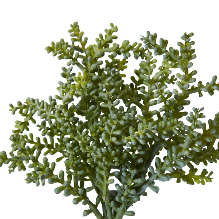 Senecio Stem Pack Of 12 - Green, 19cm (H)