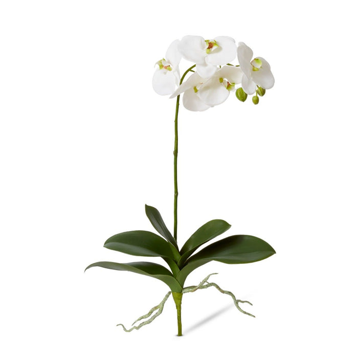 Phalaenopsis Luxe Plant Pack of 6 - White, 62cm (H)