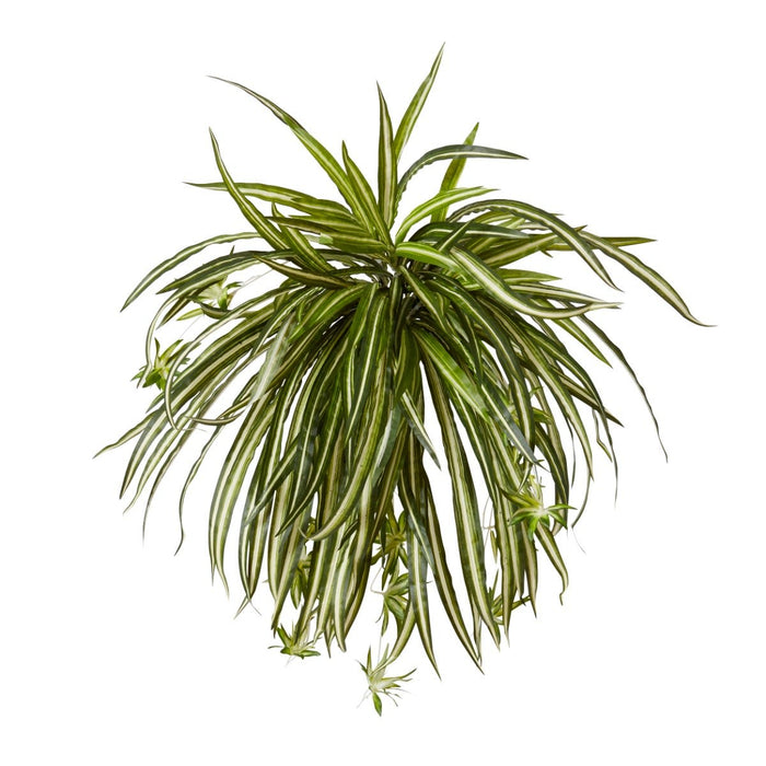 Spider Plant Pack of 6 - Variegated, 50cm (H)