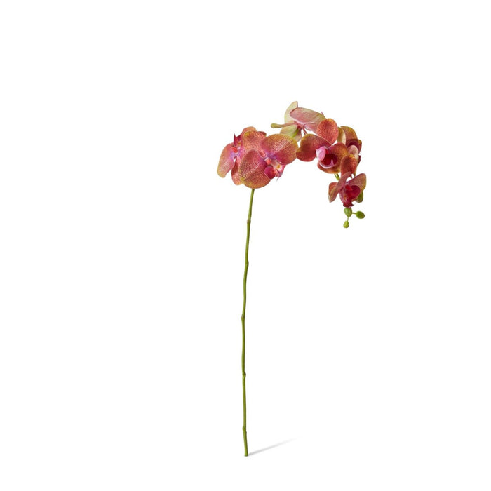 Phalaenopsis Orchid Stem Pack of 12 - Green/Burgundy, 55cm (H)