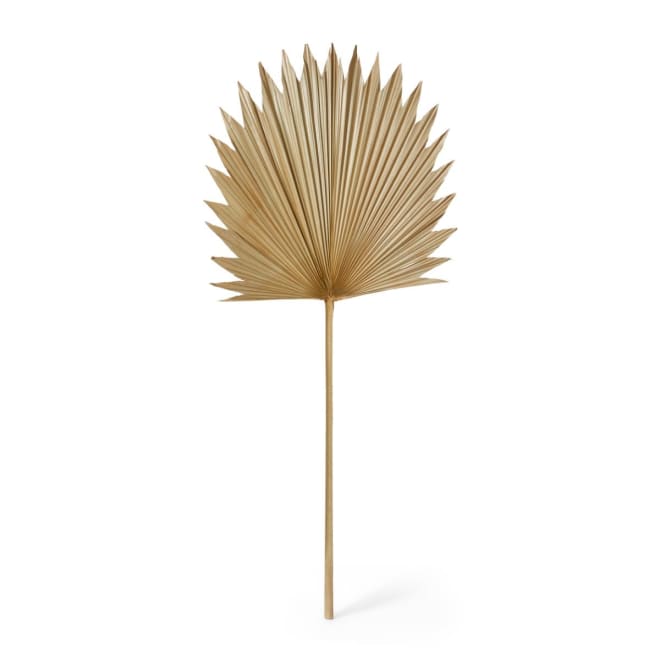 Sun Fan Palm Dried Stem Pack Of 10 - Natural, 103cm (H)