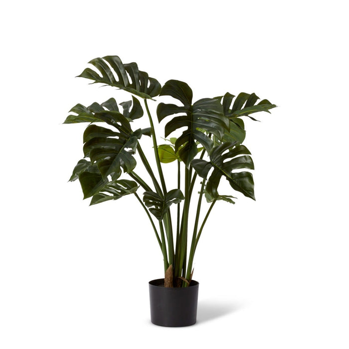 Monstera Potted - Green, 80cm (H)