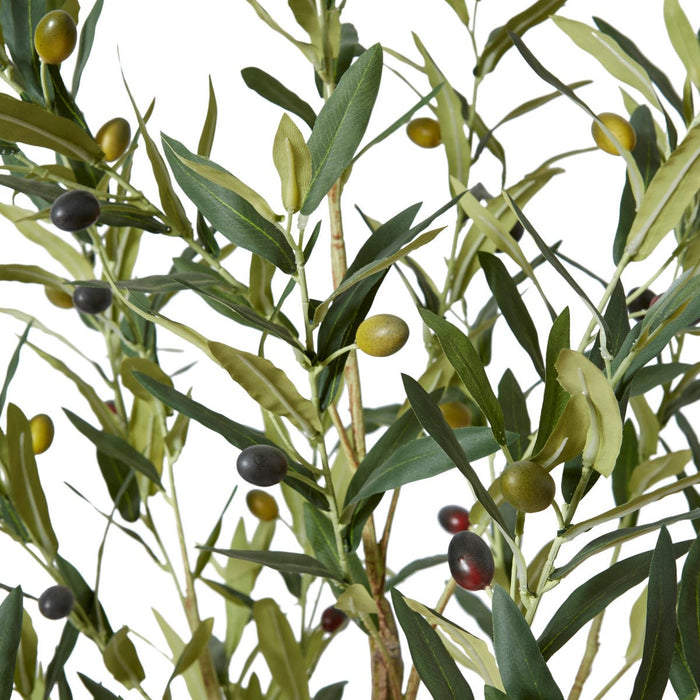 Olive Tree - Grey Green, 152cm (H)