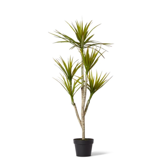 Yucca Tree - Green, 116cm (H)