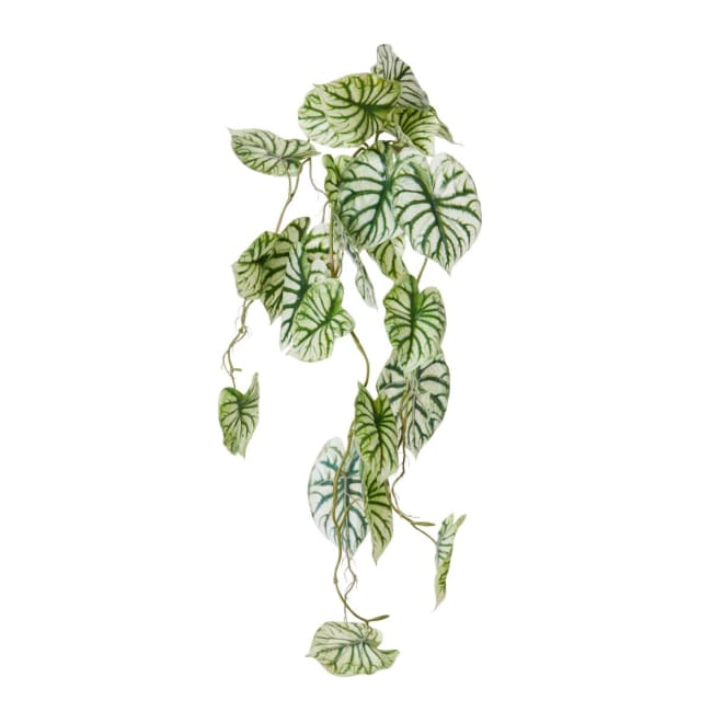 Anthurium Vine Hanging Plant Pack of 6 - Green White, 90cm (H)