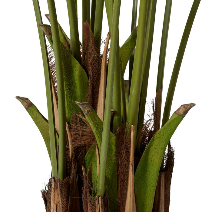 Palm Kentia - Green, 240cm (H)