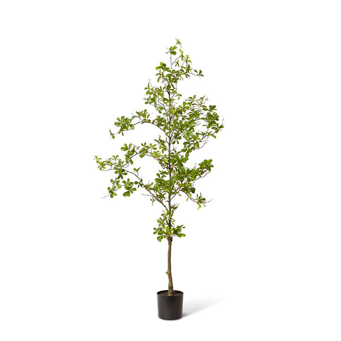Black Olive Tree - Green, 152cm (H)