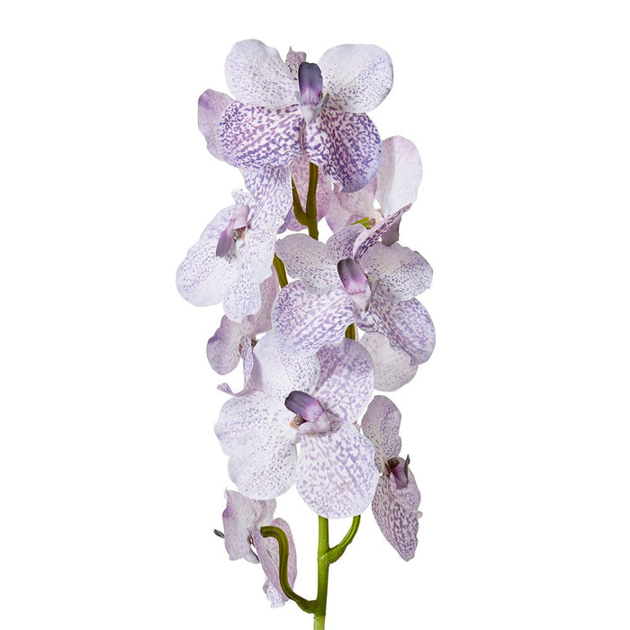 Vanda Orchid Pack of 12 - Lilac, 80cm (H)