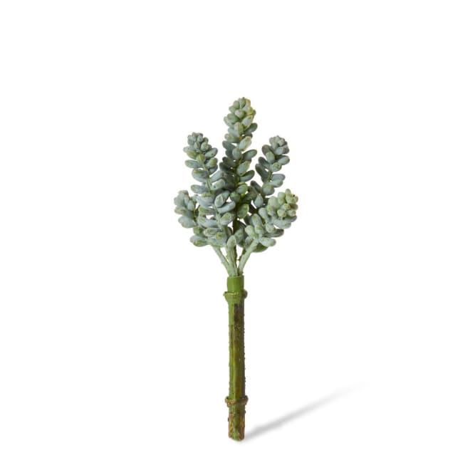 Bell Sedum Pick Pack Of 24 - Green/Red, 15cm (H)