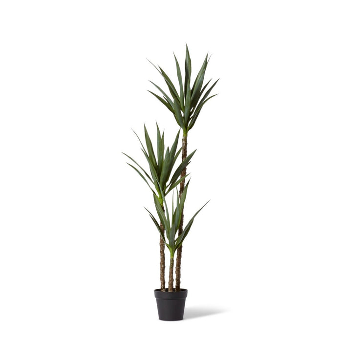 Dracaena Plant Potted - Green, 155cm (H)