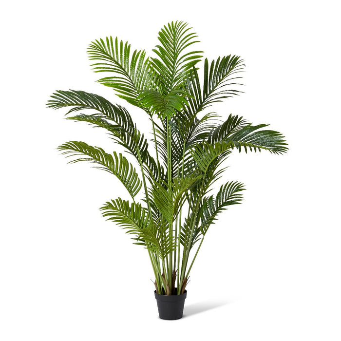 Palm Areca - Green, 150cm (H)