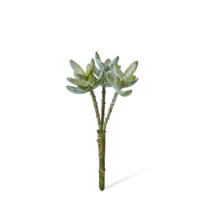 Sedum Nevii Stem Pack Of 12 - Sage, 23cm (H)