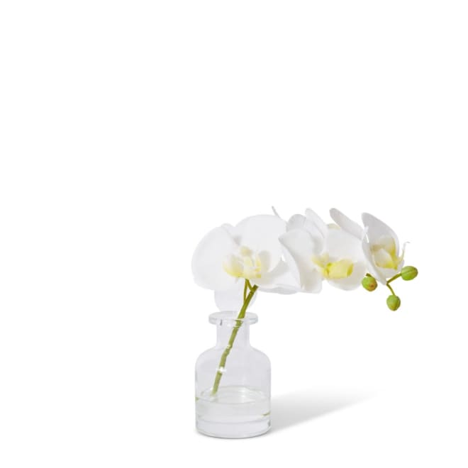 Phalaenopsis Orchid in Vase - White, 20cm (H)