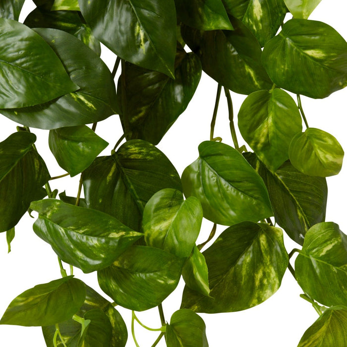 Pothos Golden Hanging Plant Pack of 6 - Variegated, 104cm (H)
