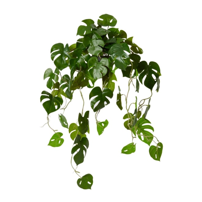 Monstera Hanging Plant Potted - Green, 84cm (H)
