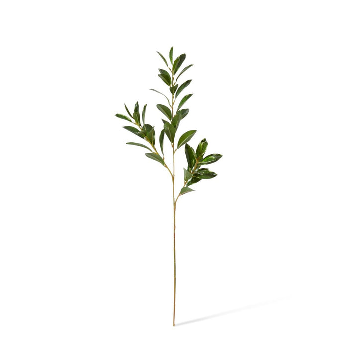 Shikiba Spray Pack of 12 - Variegated, 72cm (H)