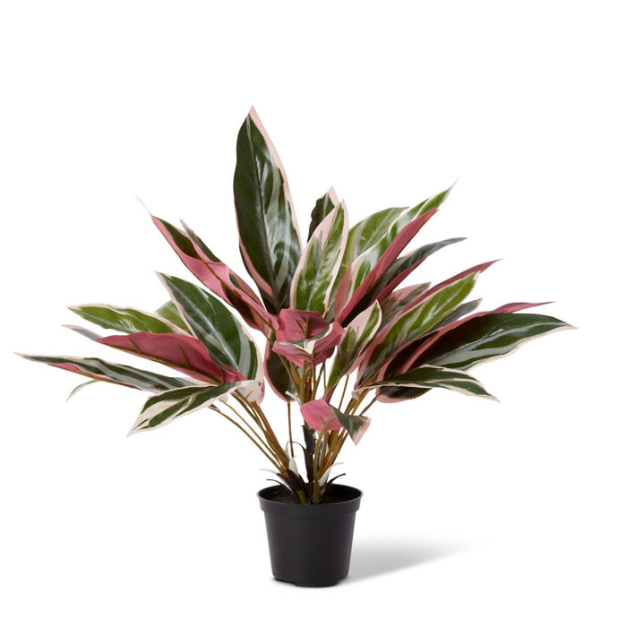 Cordyline Potted - Pink Green, 45cm (H)