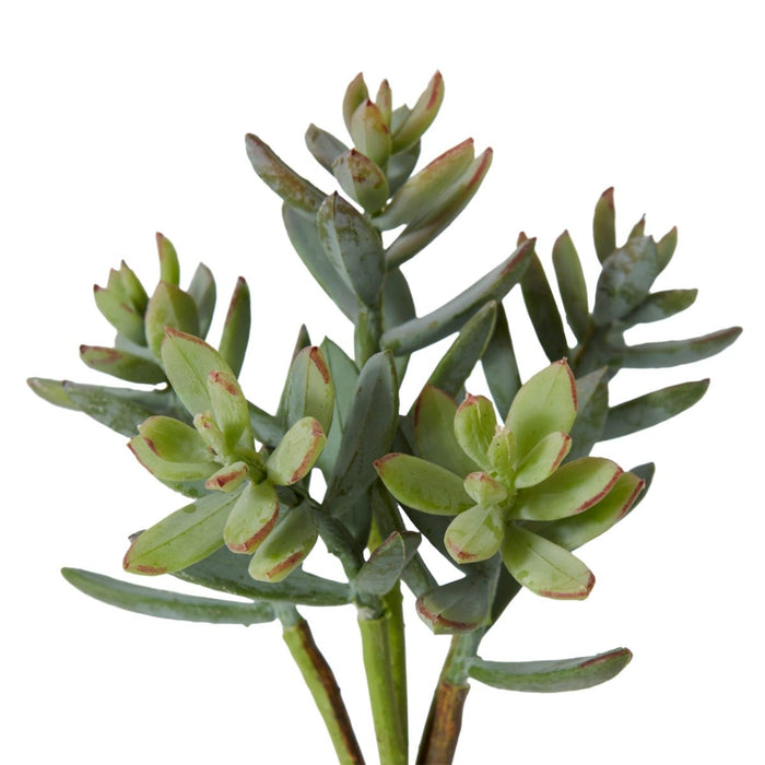 Sedum Nevii Pick Pack Of 24 - Sage, 17cm (H)