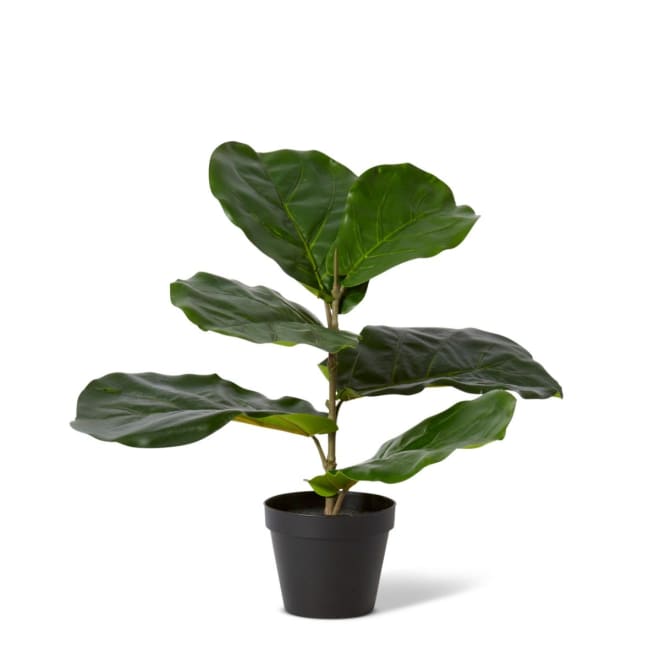 Fiddle Plant Potted - Green, 40cm (H)