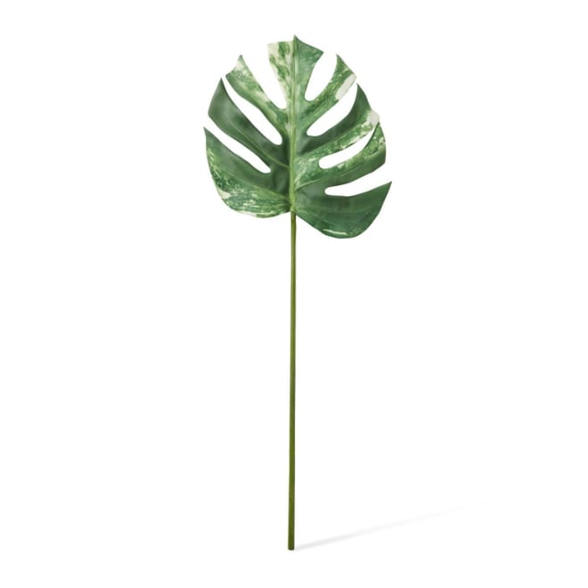 Monstera Lush Stem Pack Of 12 - Green White, 75cm (H)