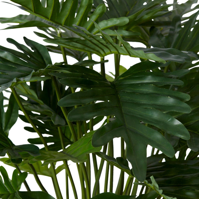 Philodendron Lacy Potted - Green, 60cm (H)