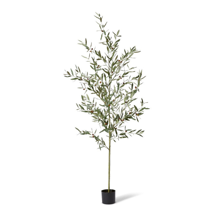 Olive Tree - Grey Green, 200cm (H)