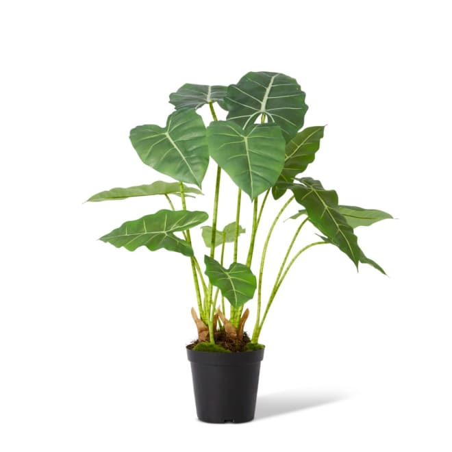 Alocasia Frydek Potted - Green, 70cm (H)