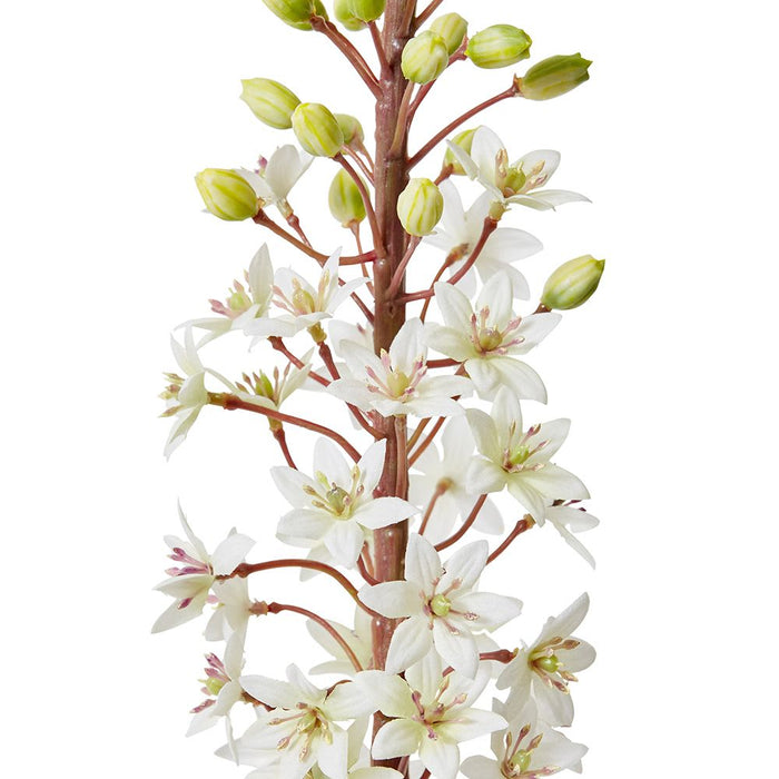 Eucomis Stem Pack of 6 - White, 89cm (H)